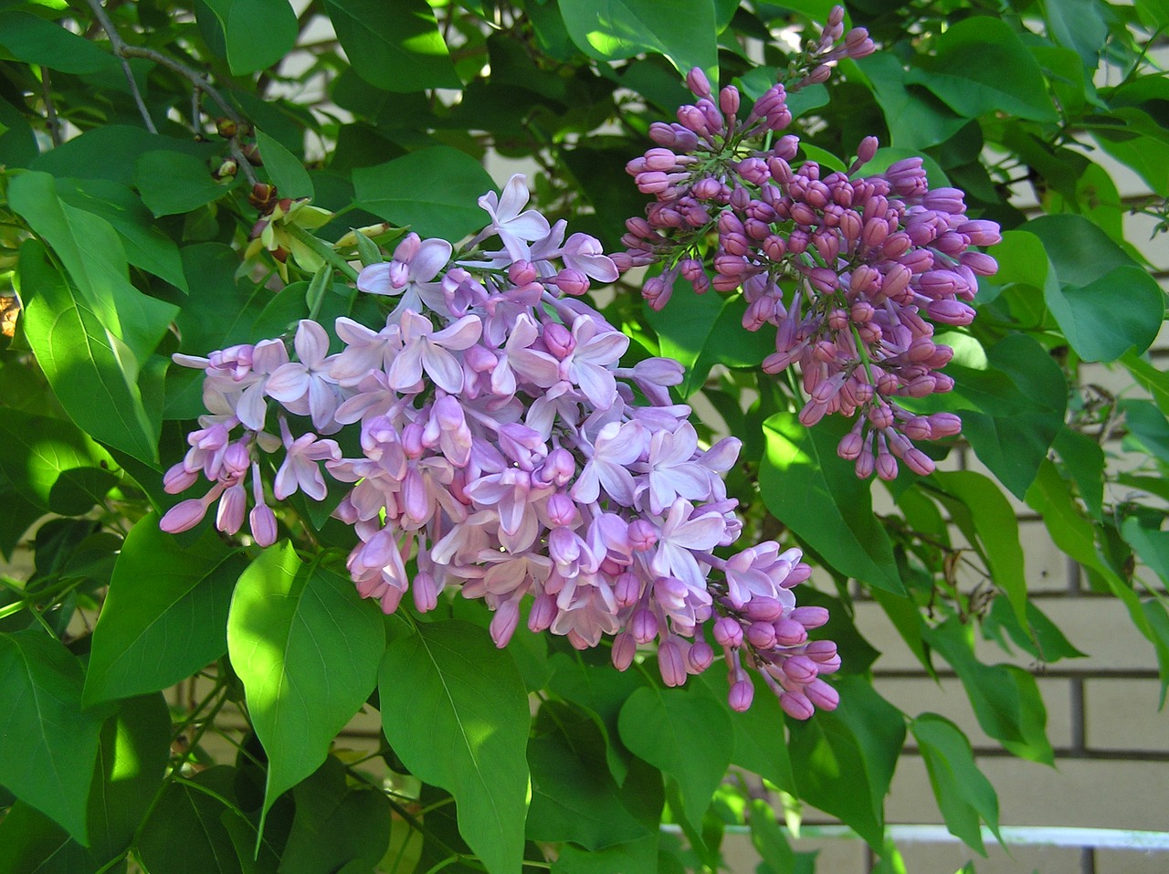 spring lilac tree free photo