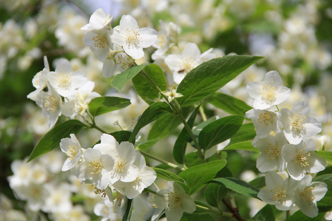 spring cherry blossom bloom free photo