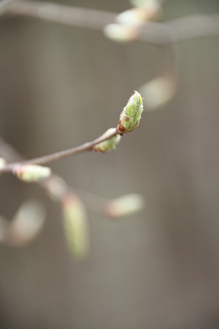 spring bud nature free photo