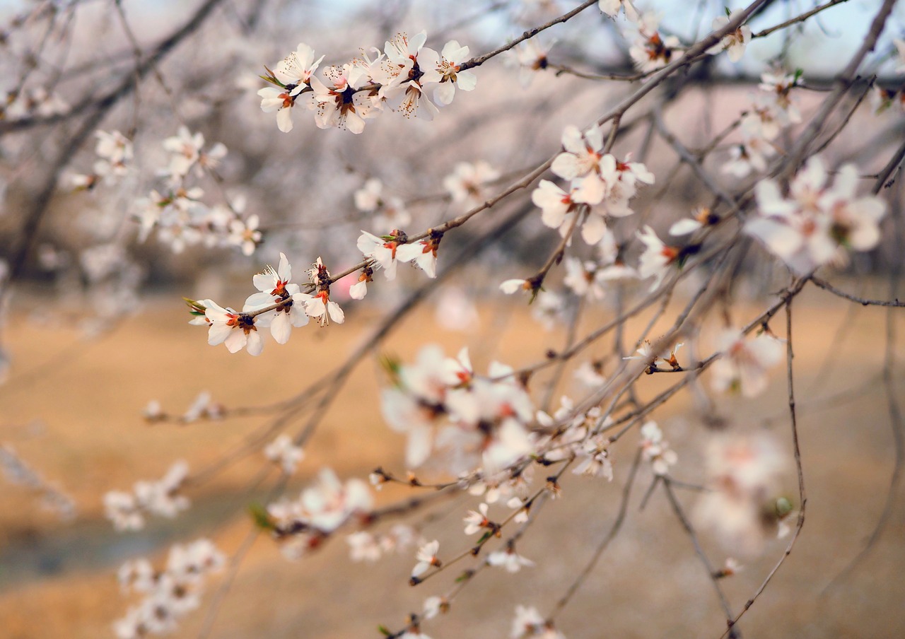 spring peach blossom flowers free photo