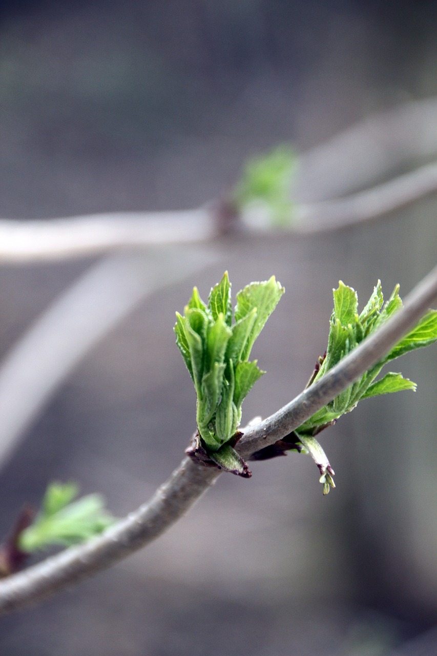 spring tree nature free photo