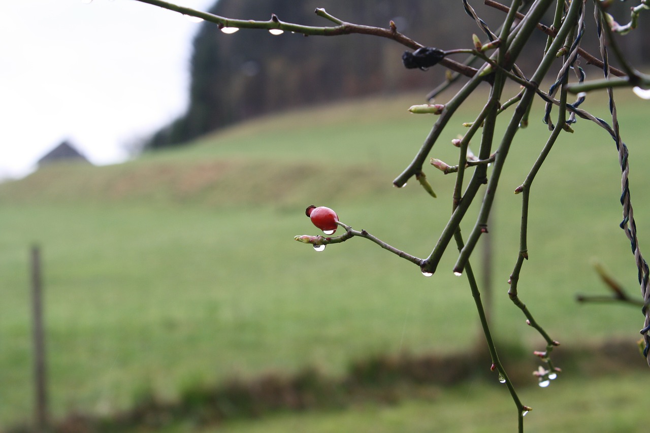 spring rain bush free photo