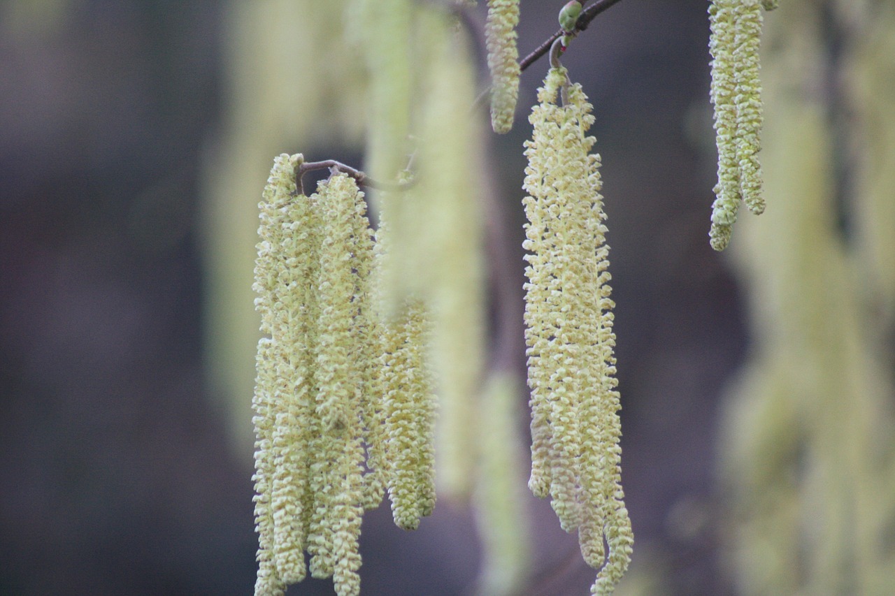 spring shoots plug free photo