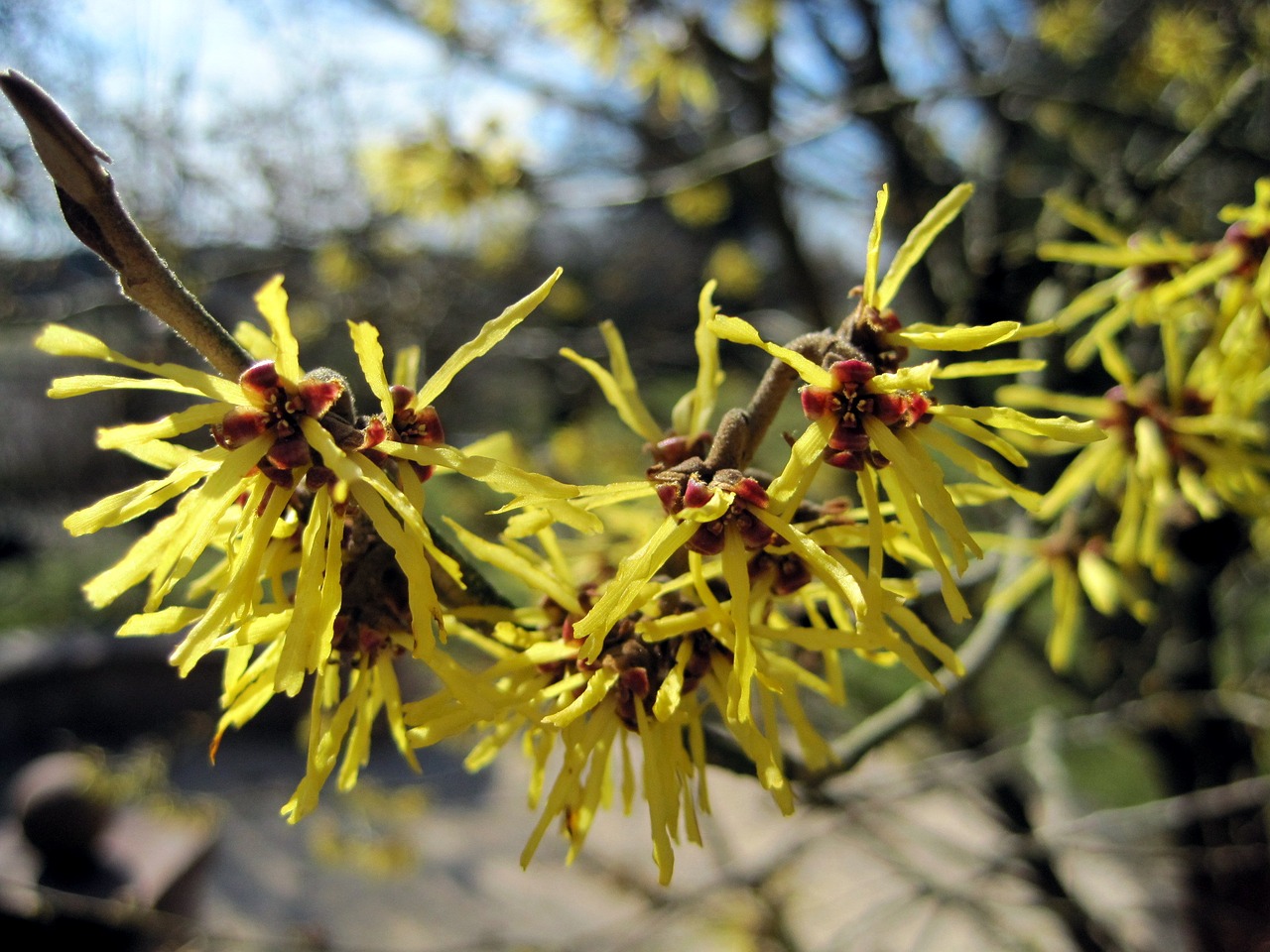 spring witch hazel blossom free photo