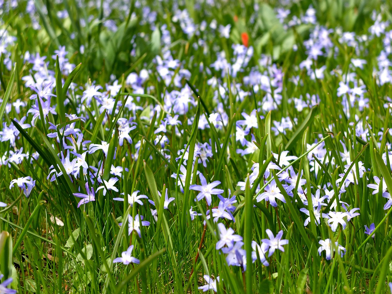 spring summer flowers free photo