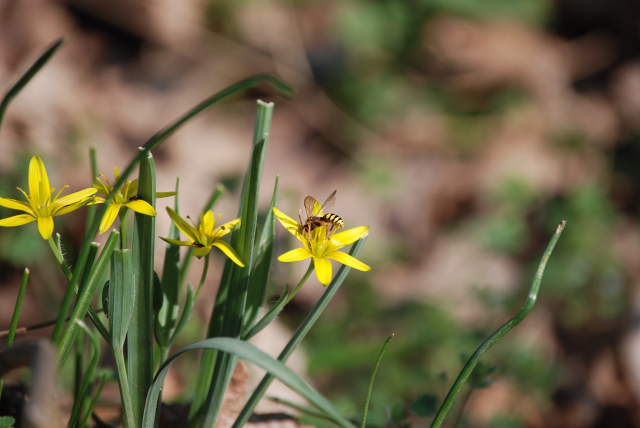 spring spring flowers sunshine free photo