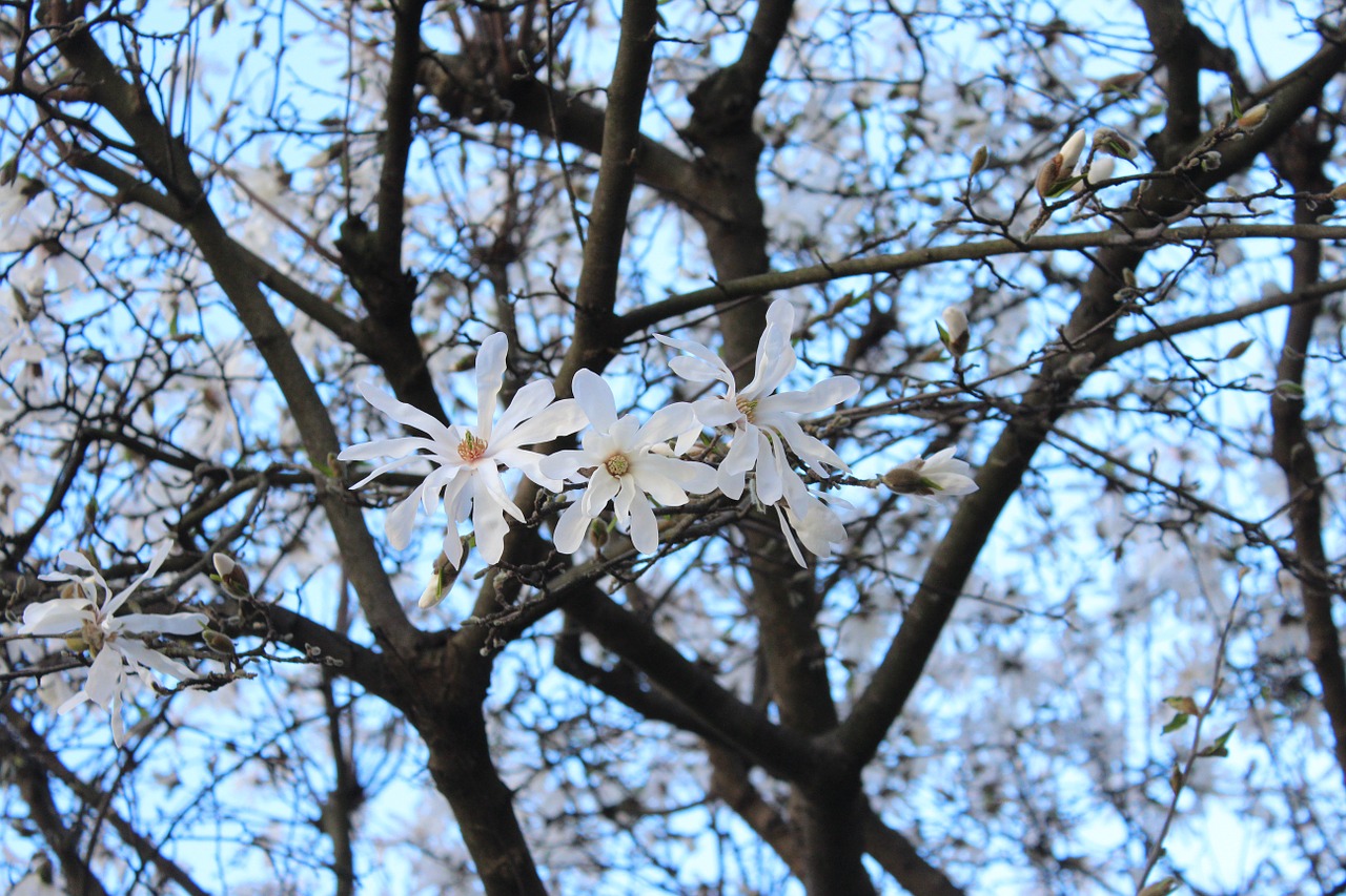 spring flower tree free photo