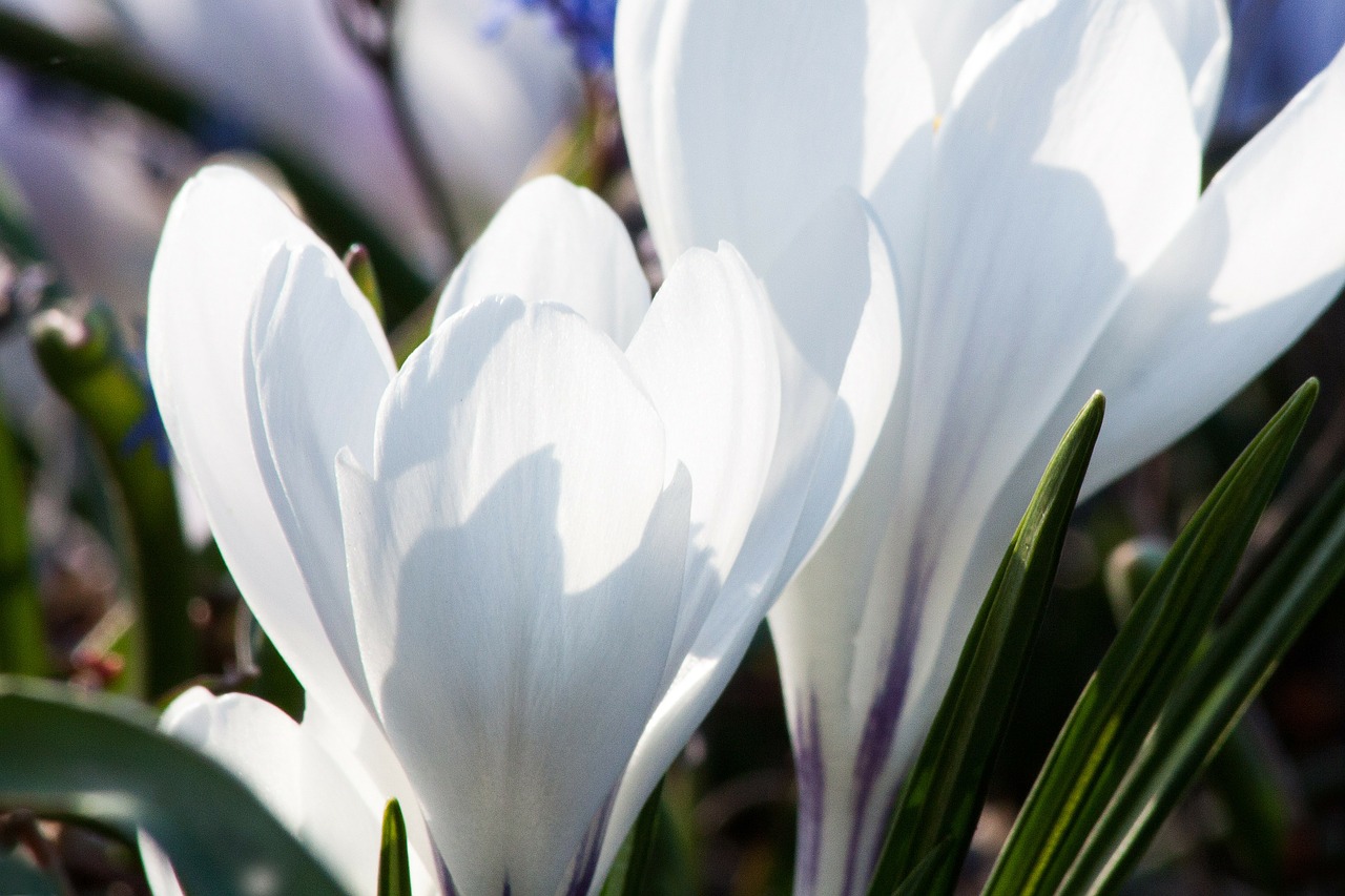 spring crocus schwertliliengewaechs free photo