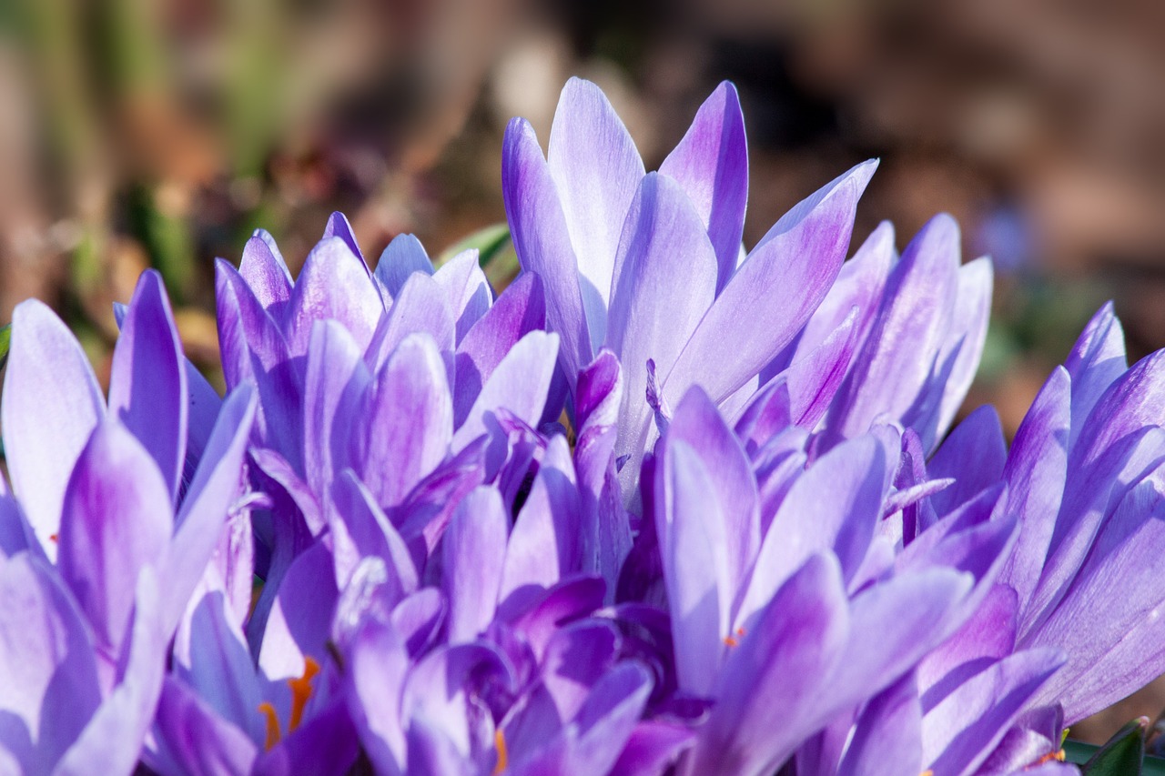 spring crocus schwertliliengewaechs free photo