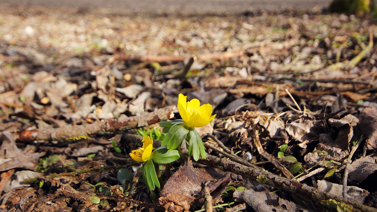 spring flower nature free photo