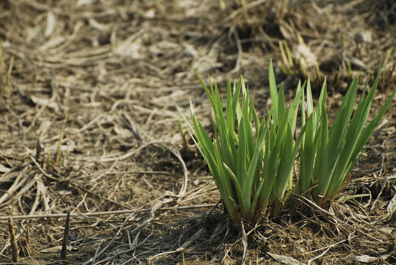 spring land bud free photo