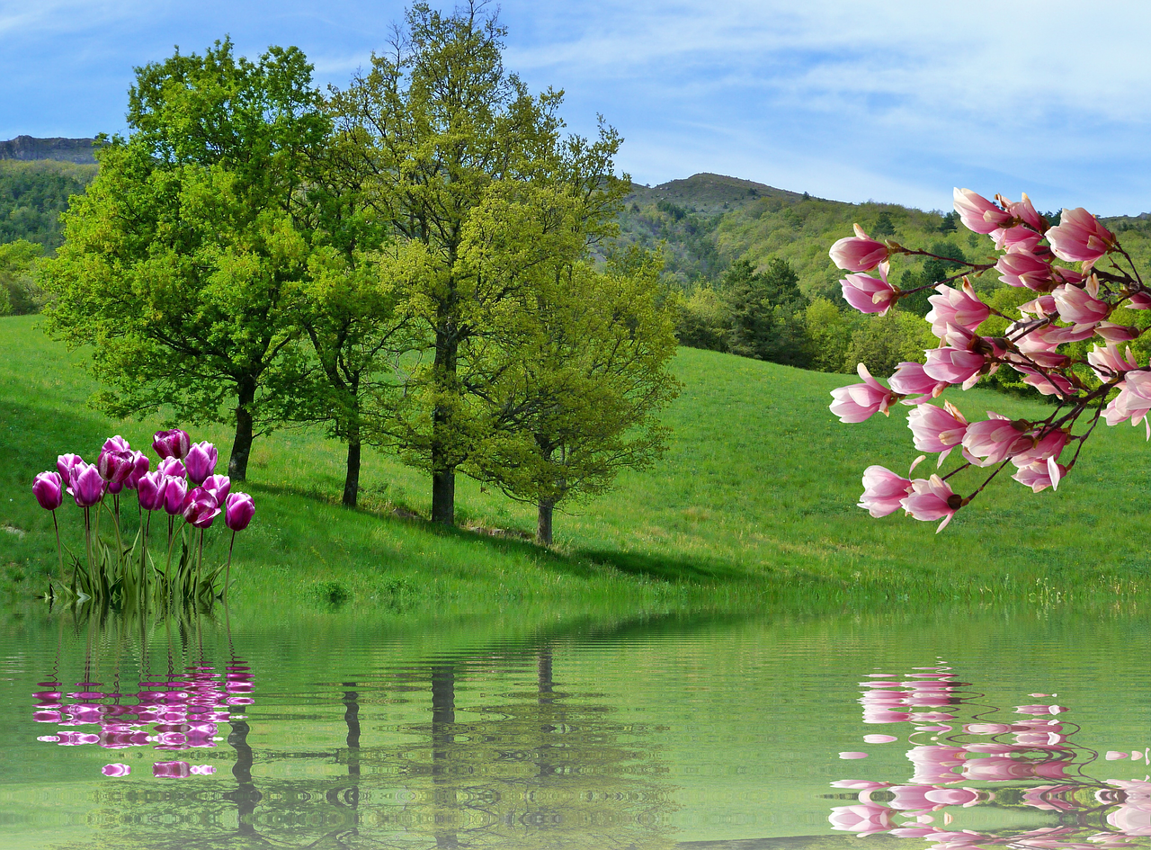 spring tulips nature free photo