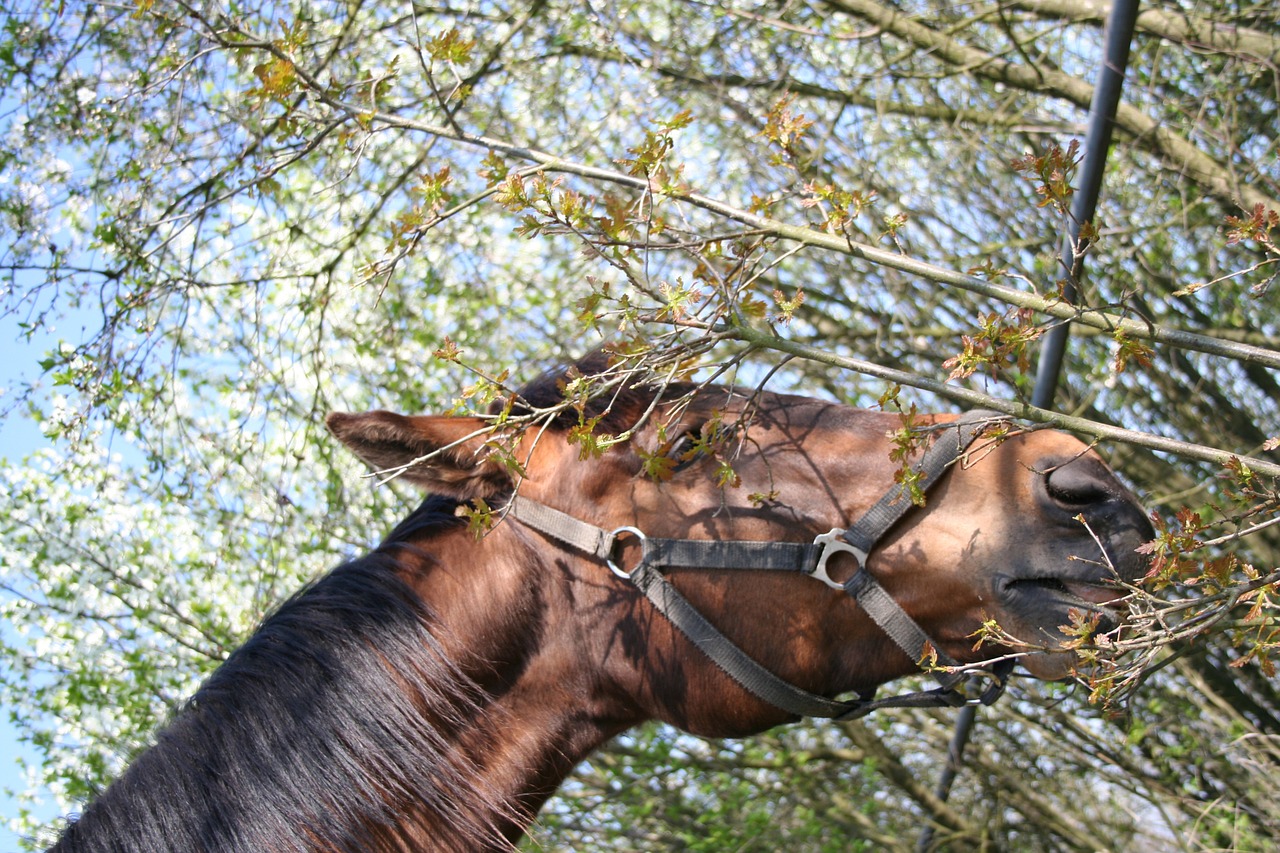 spring the horse tree free photo