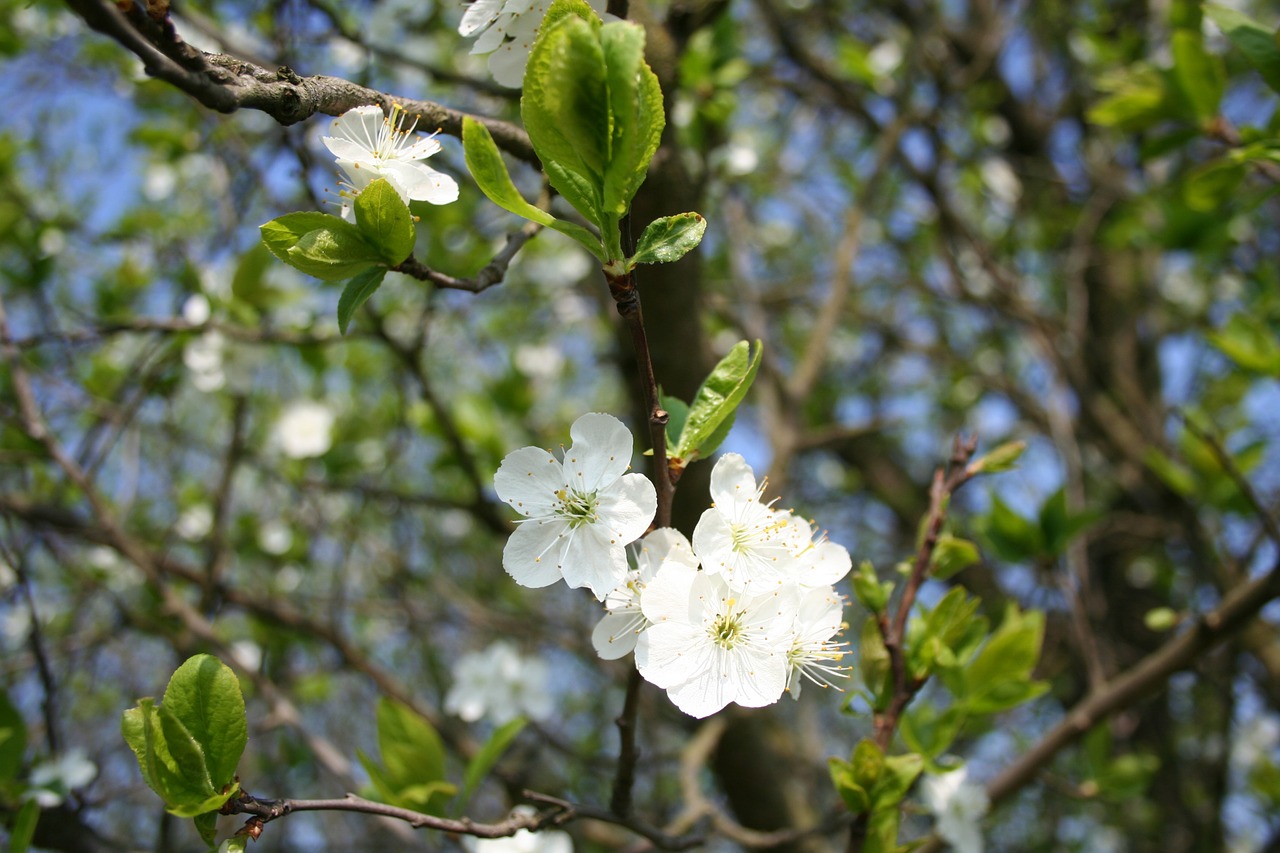 spring flowers tree free photo