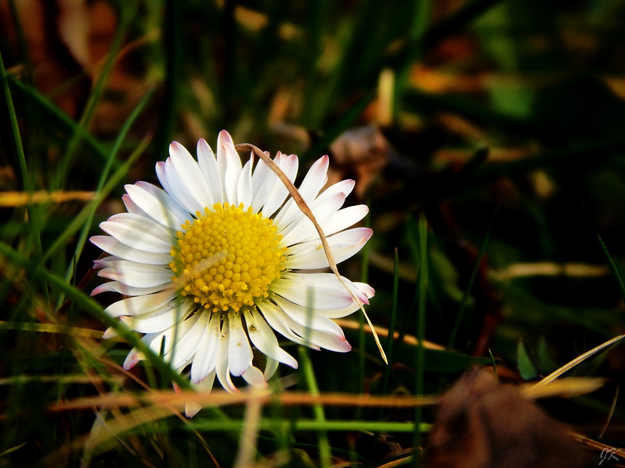 spring sun macro free photo