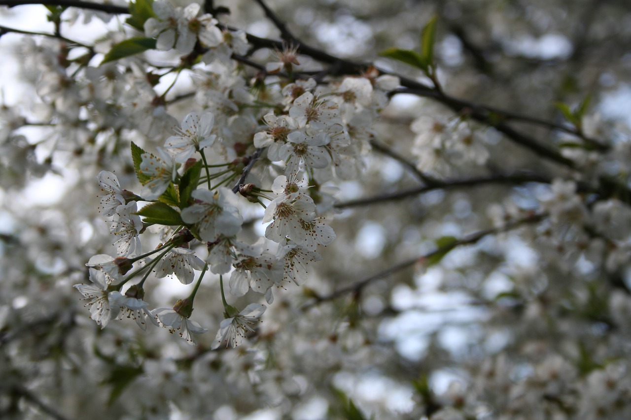 spring flowers tree free photo