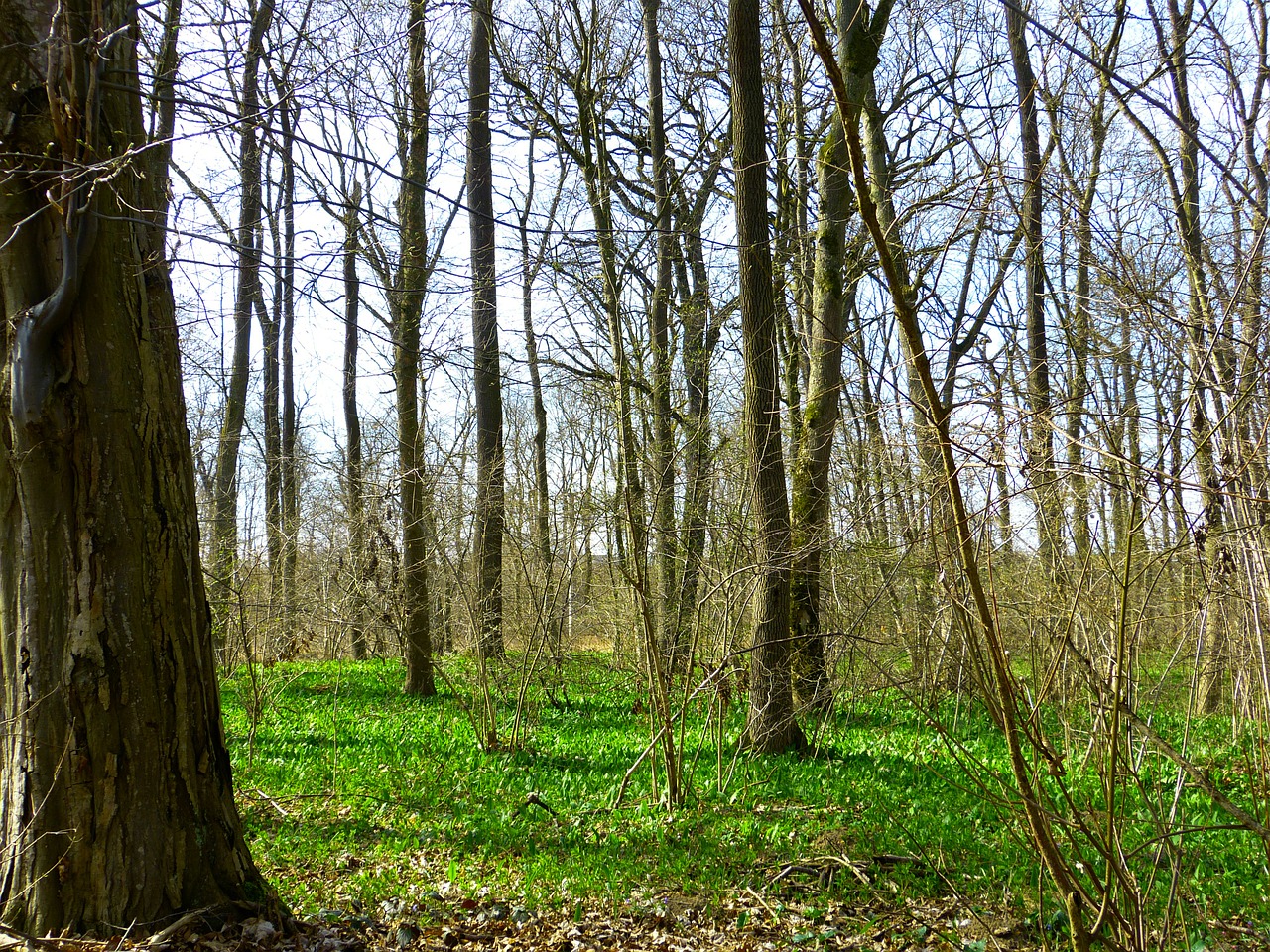 spring spring forest forest free photo