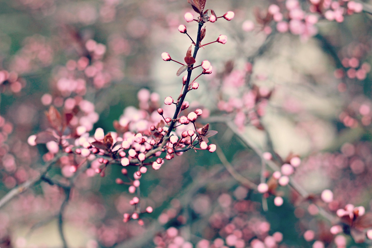 spring flower flowering tree free photo