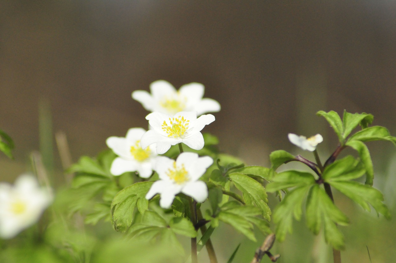 spring anemone green free photo