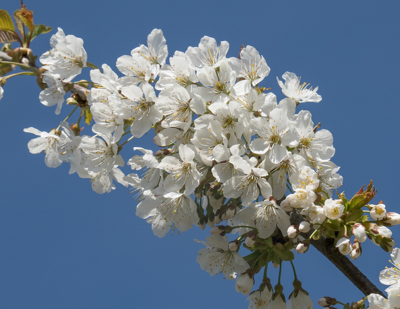 spring flowers cherry wood free photo