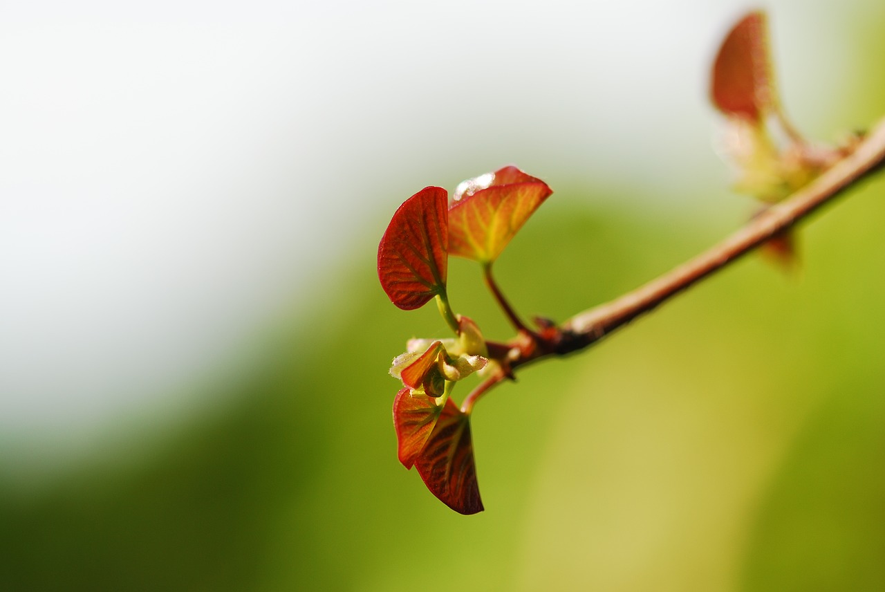 spring flower tree free photo