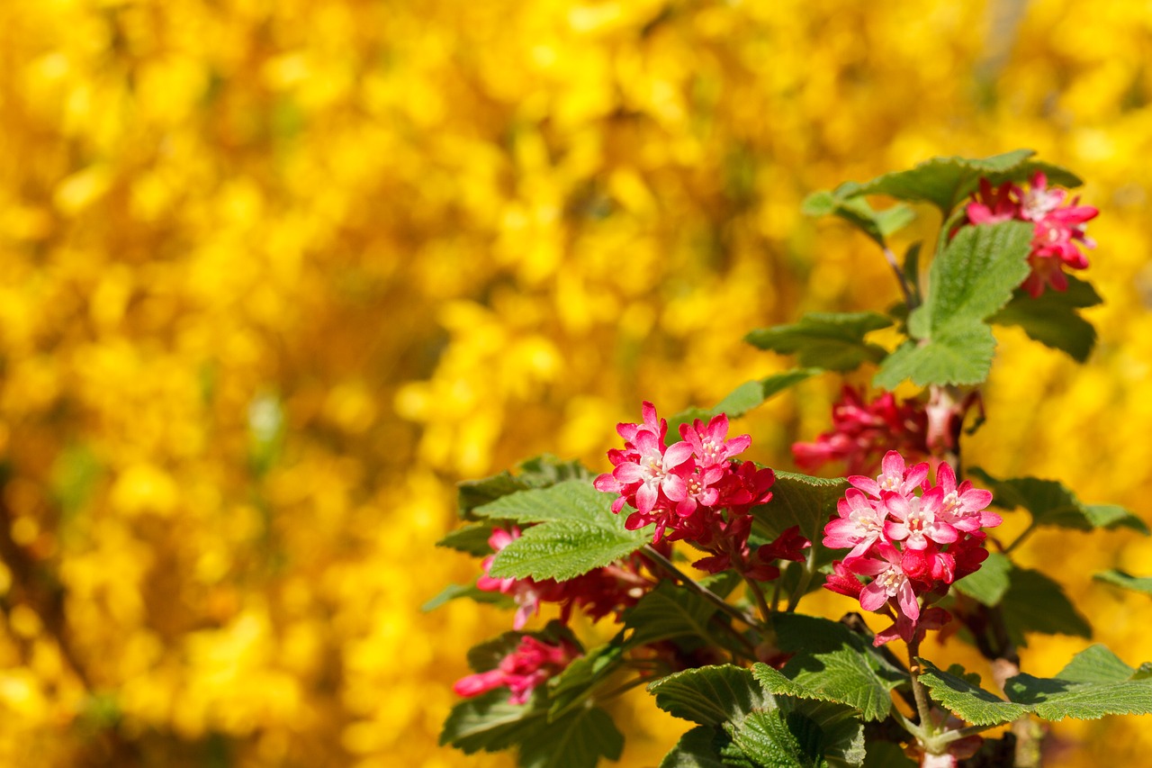 spring flowers close free photo