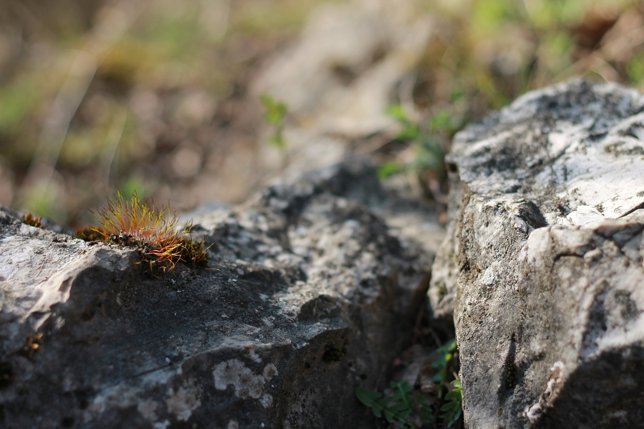 spring rest cliff free photo