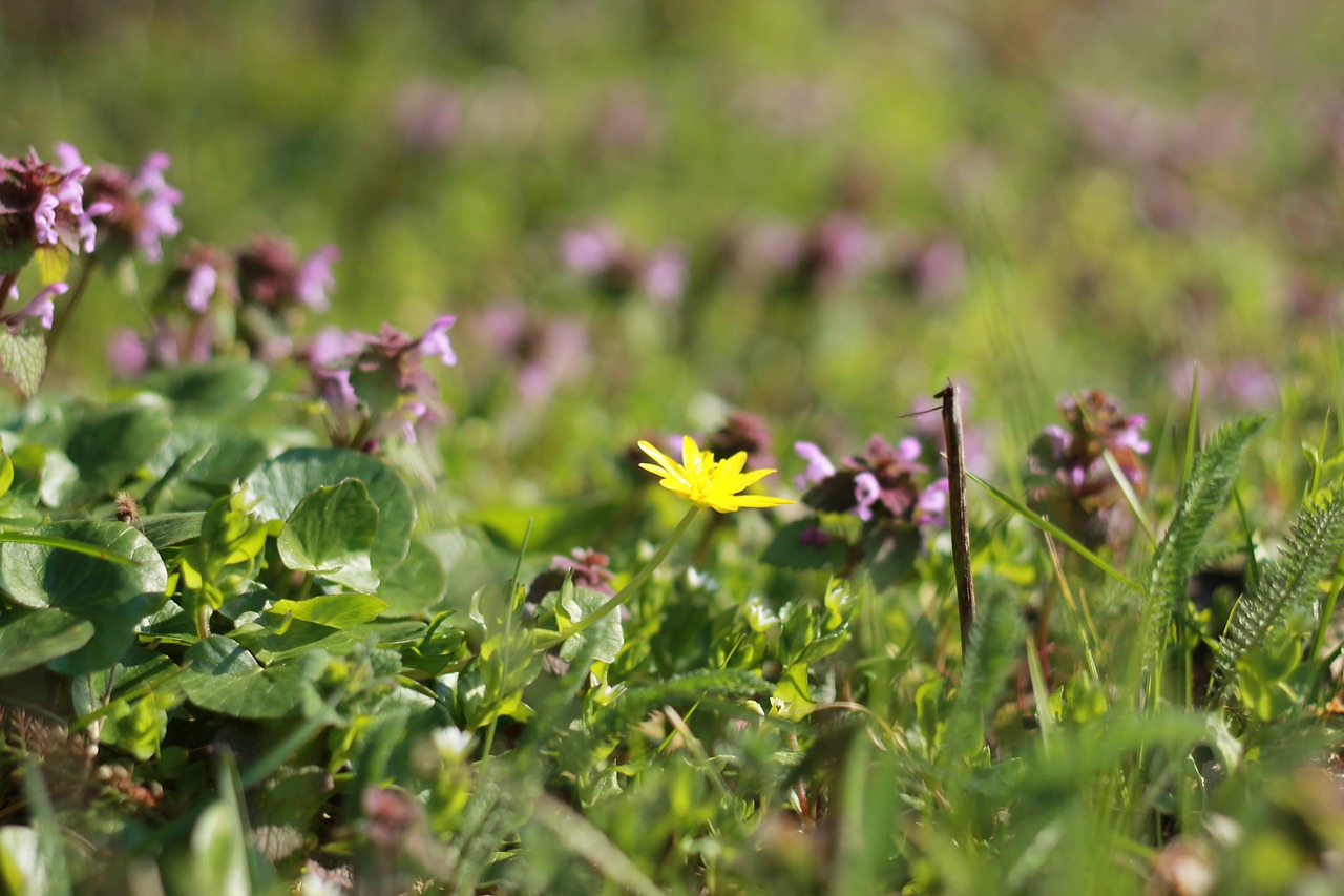 spring flower sunshine free photo