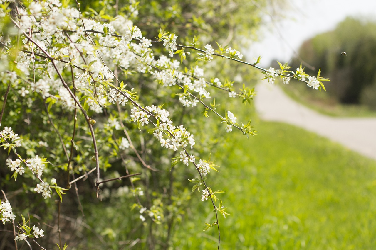 spring blossom roadside free photo