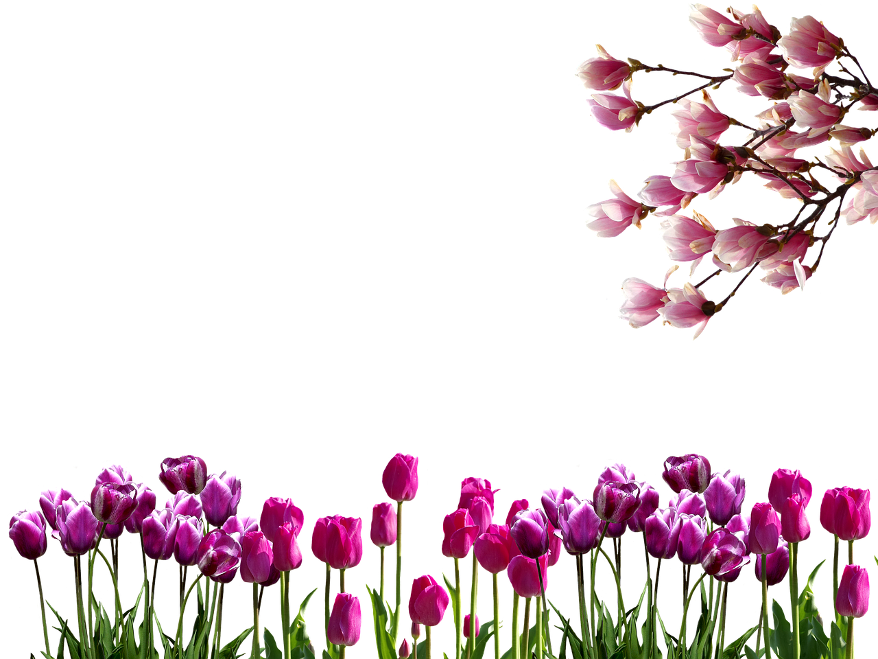 spring tulips branches free photo