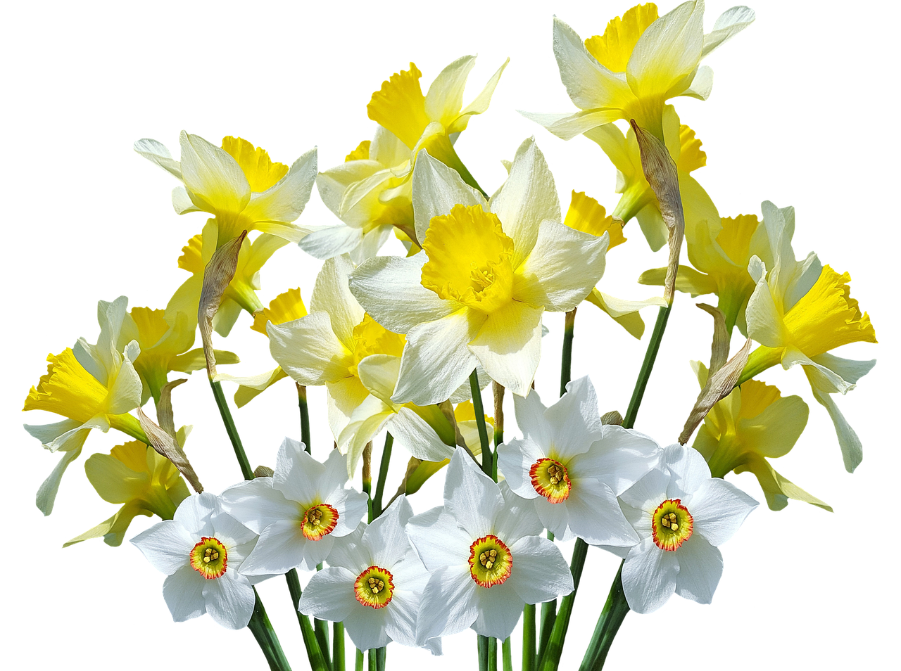 spring daffodils osterglocken free photo