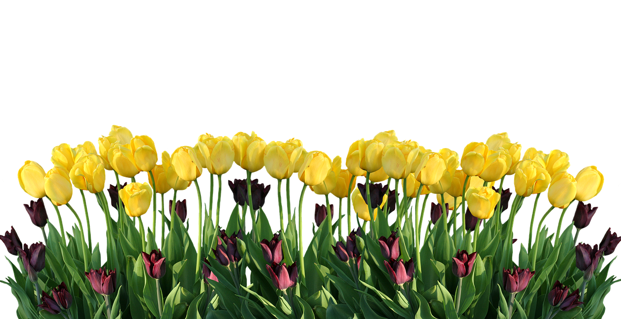 spring tulips nature free photo