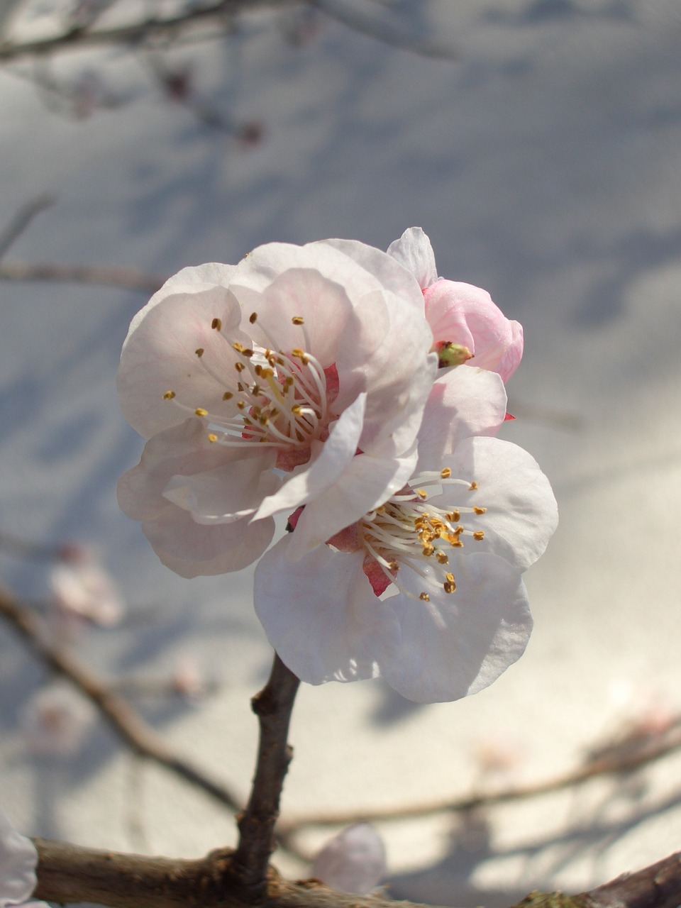 spring blossom bloom free photo