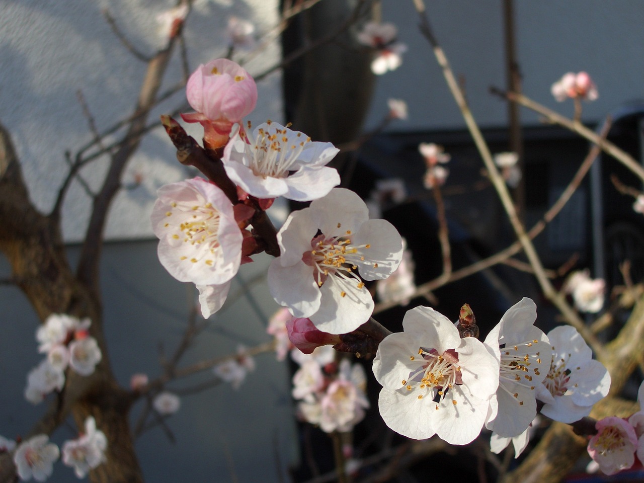 spring blossom bloom free photo