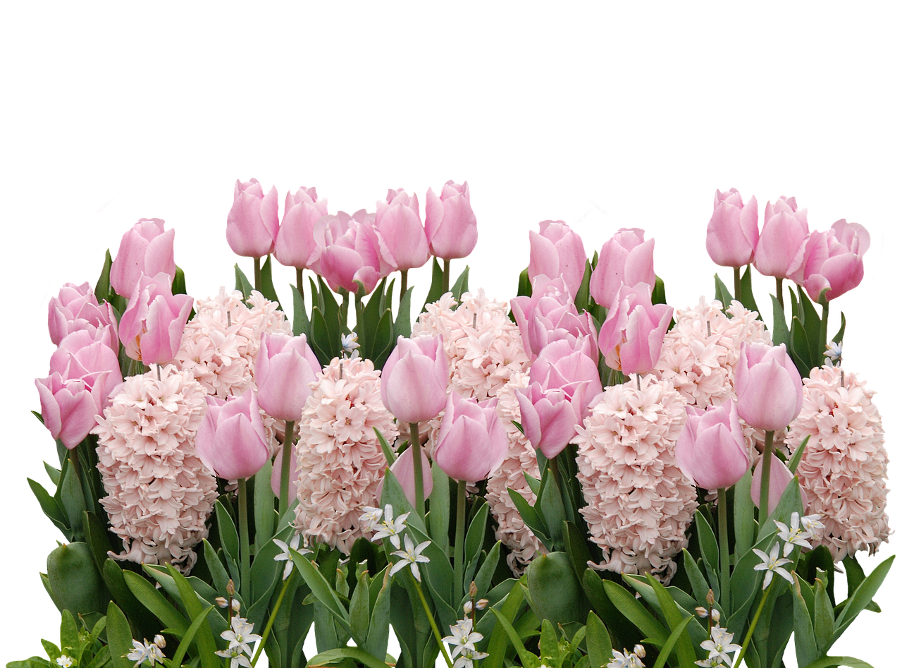 spring tulips easter free photo