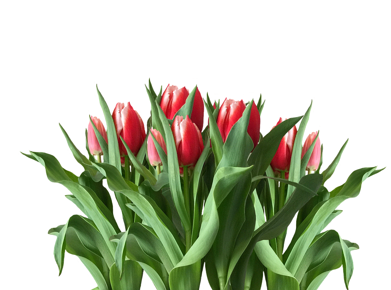 spring tulips red tulips free photo