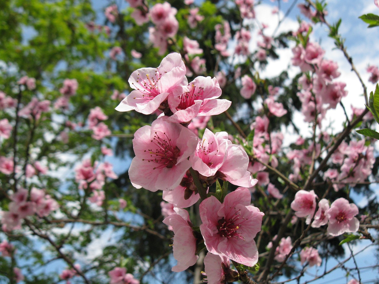 spring nature colors free photo