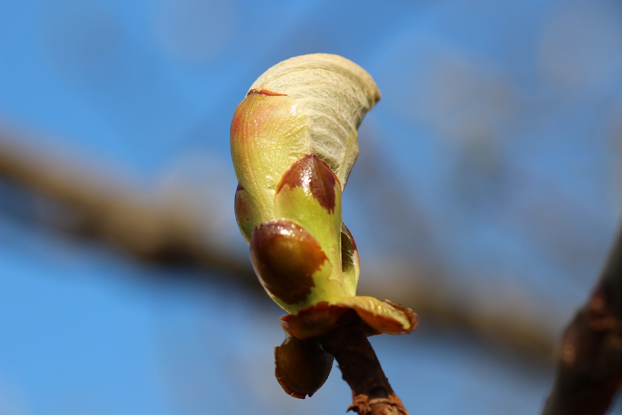 spring leaves bud free photo