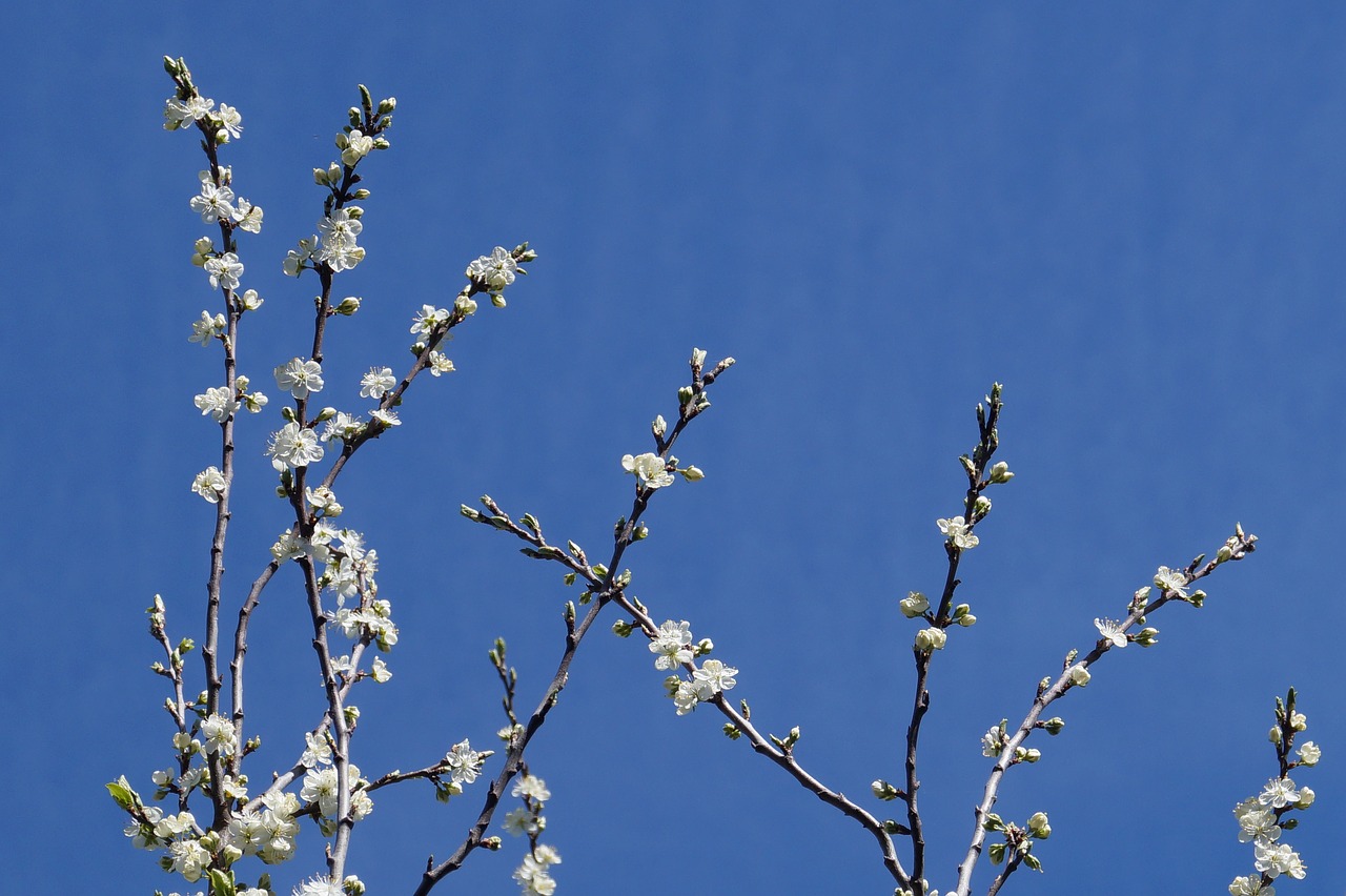 spring flowers tree free photo