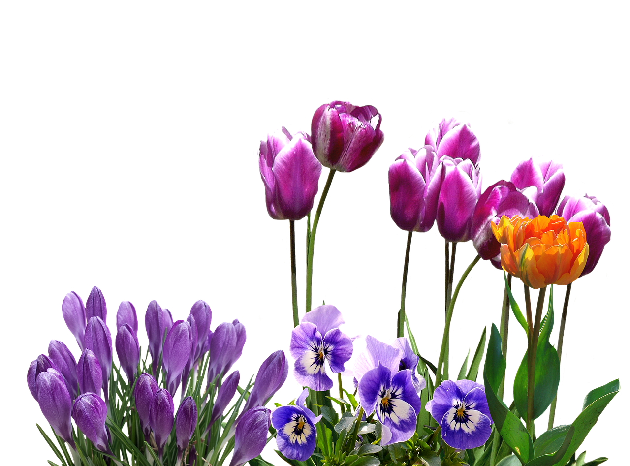 spring tulips crocus free photo