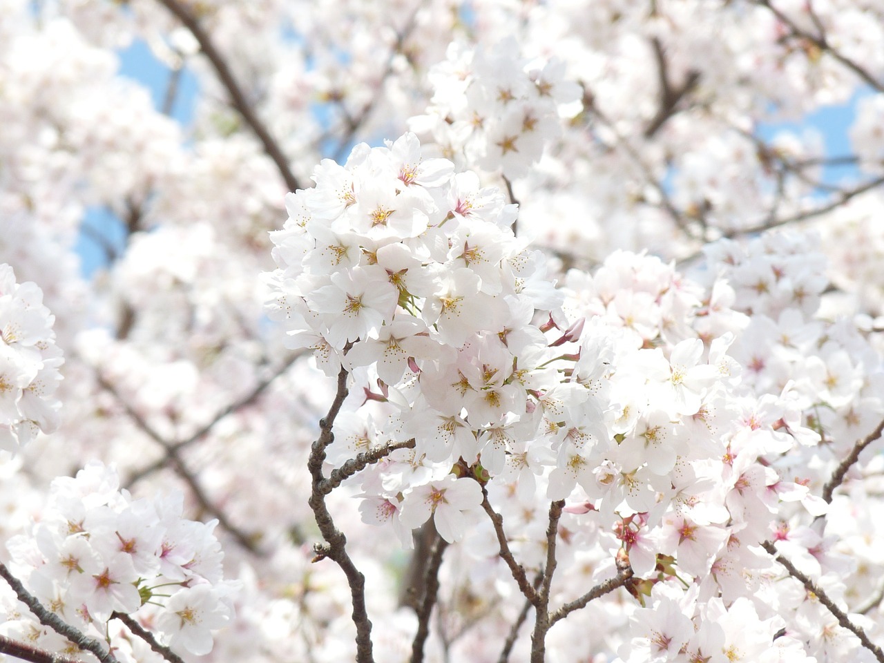 spring cherry blossom flowers free photo