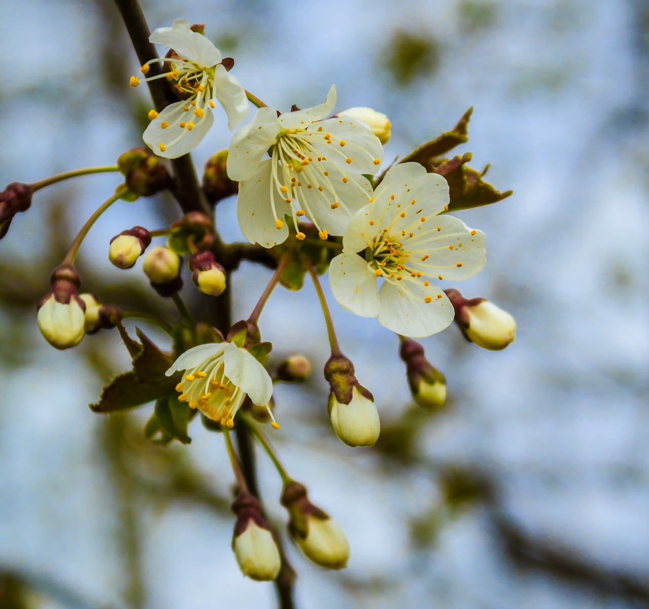 spring cherry wood tree free photo