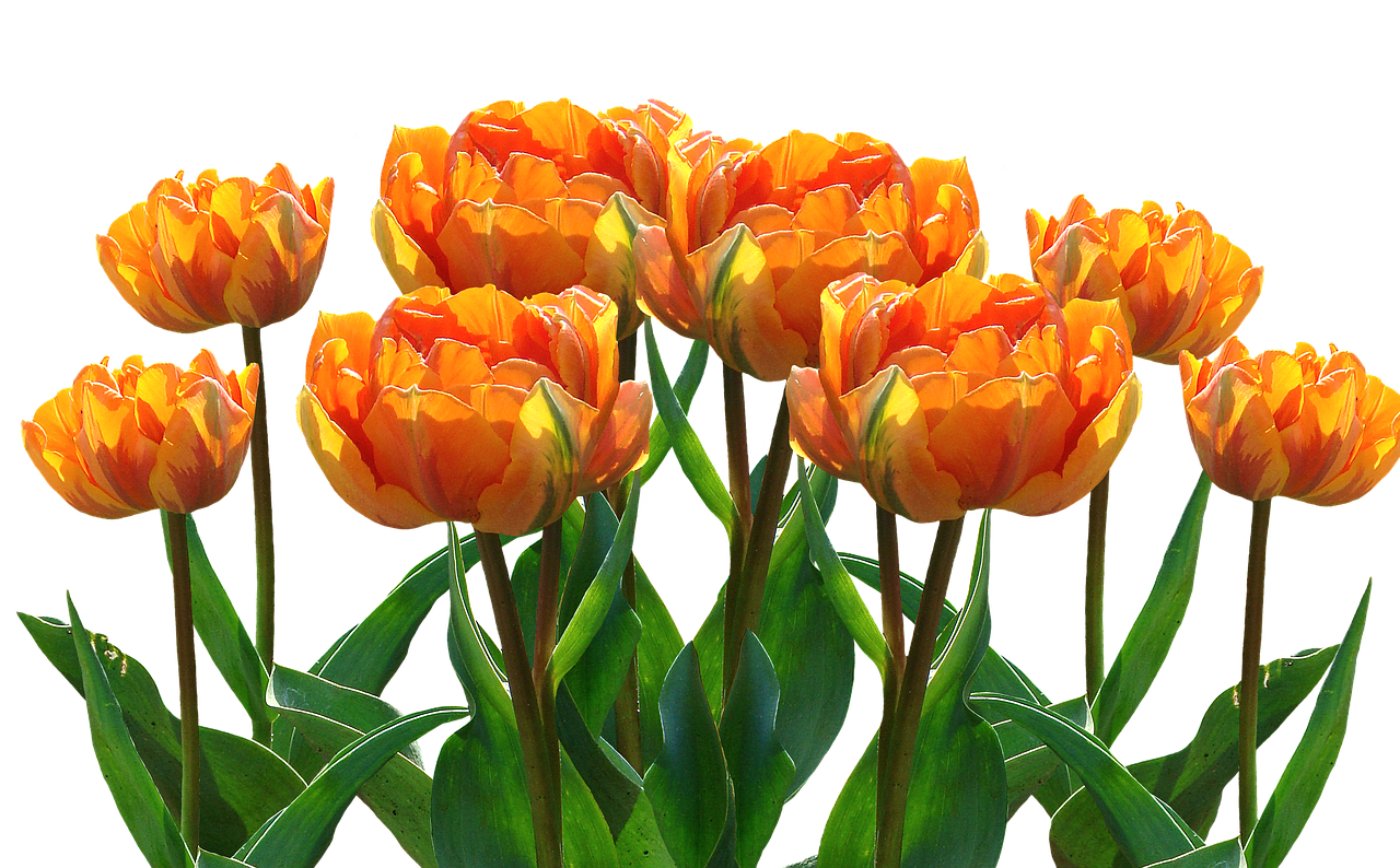 spring tulips easter free photo