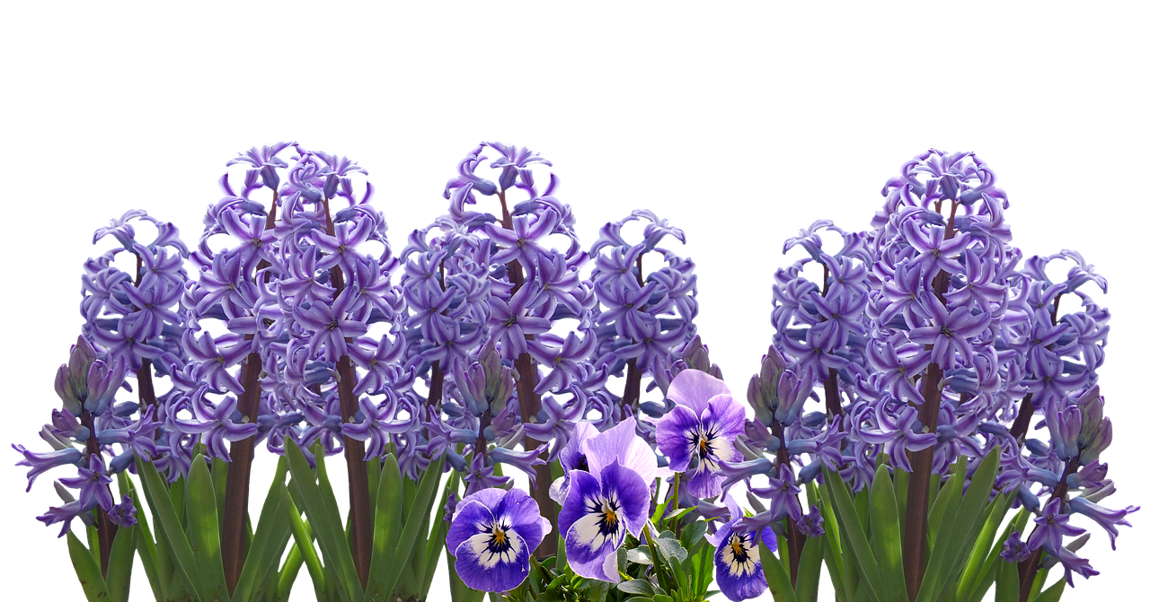 spring hyacinth nature free photo