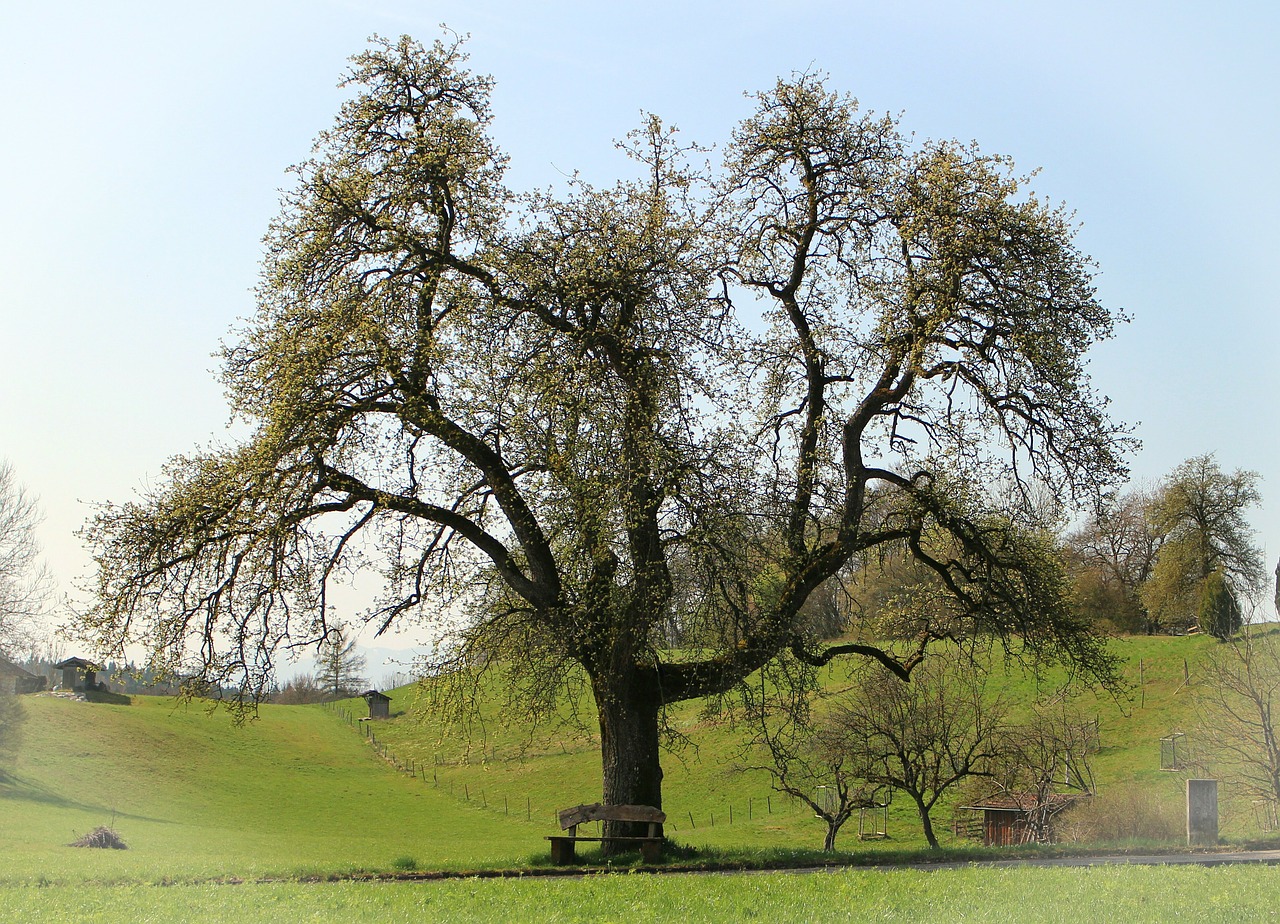 spring tree bloom free photo