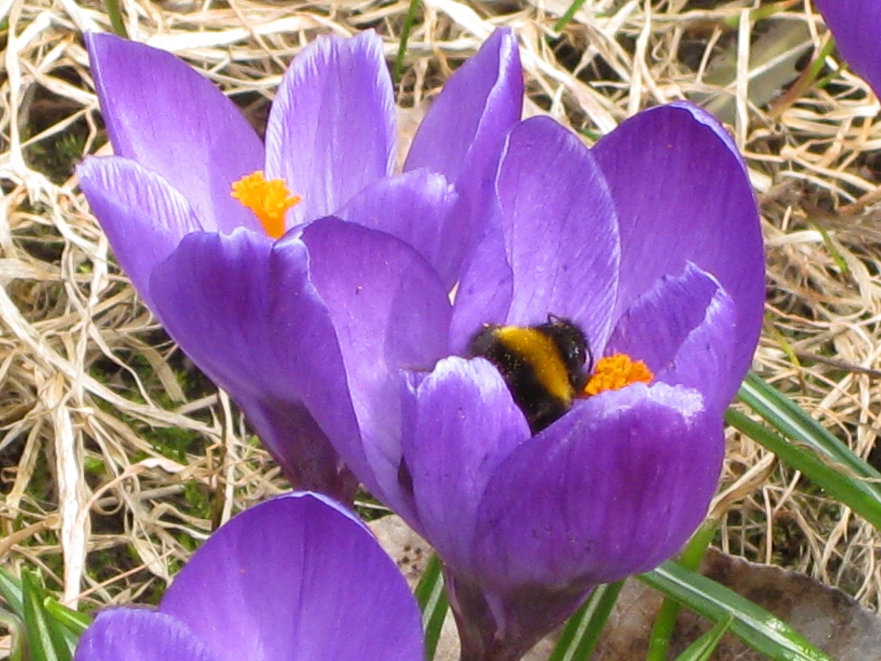 spring crocus purple free photo