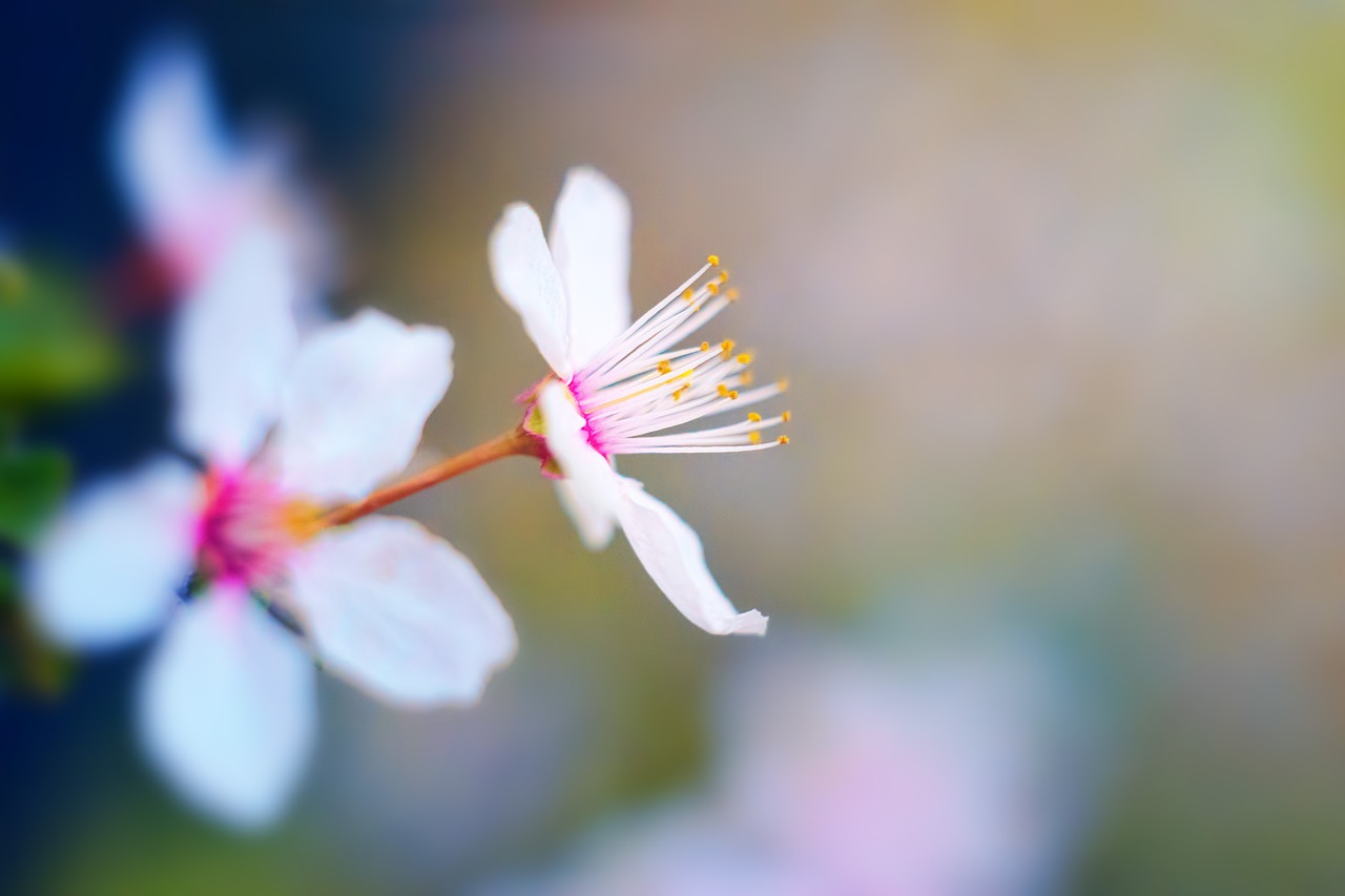 spring blossom bloom free photo