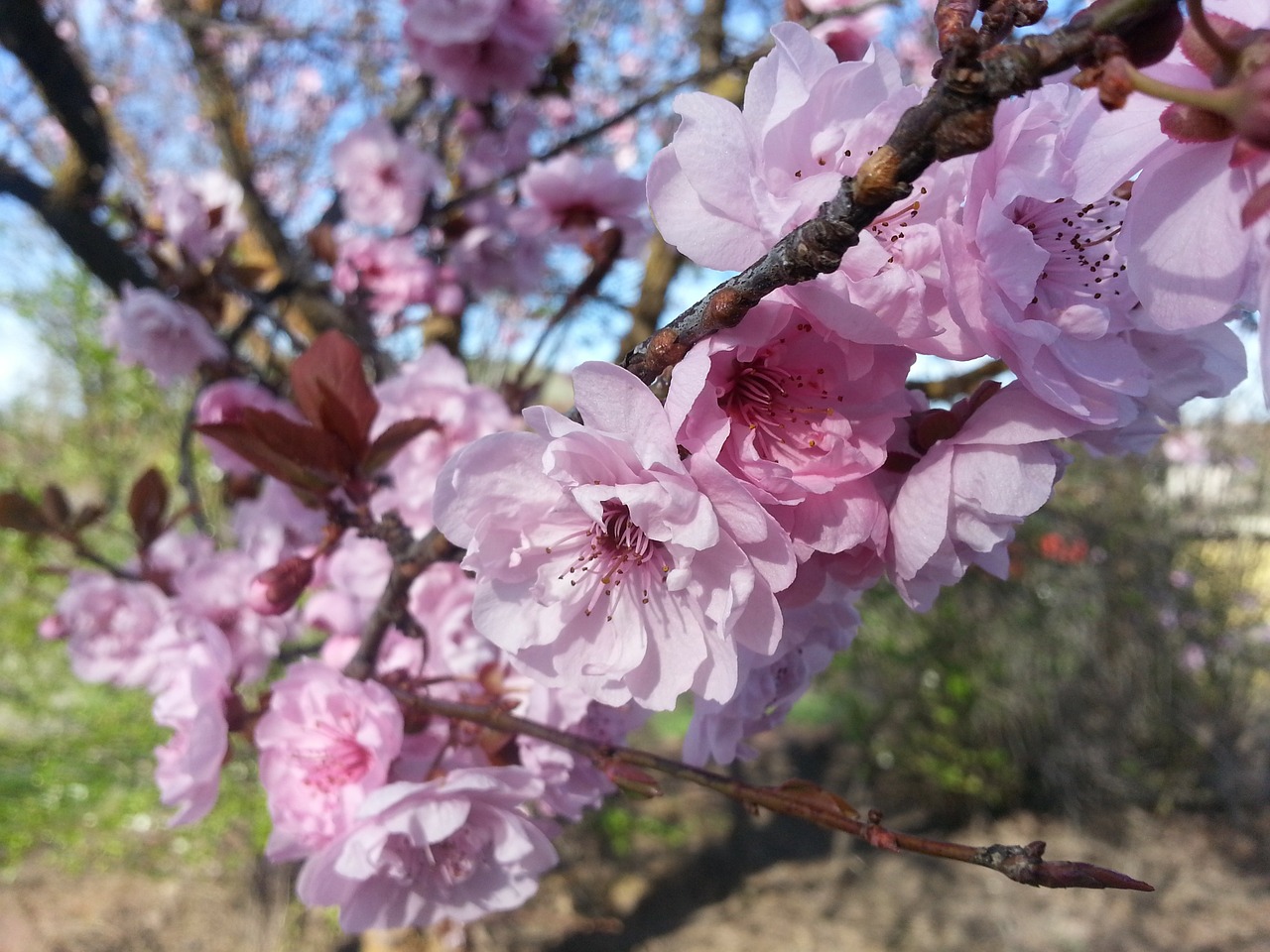 spring blossom pink free photo