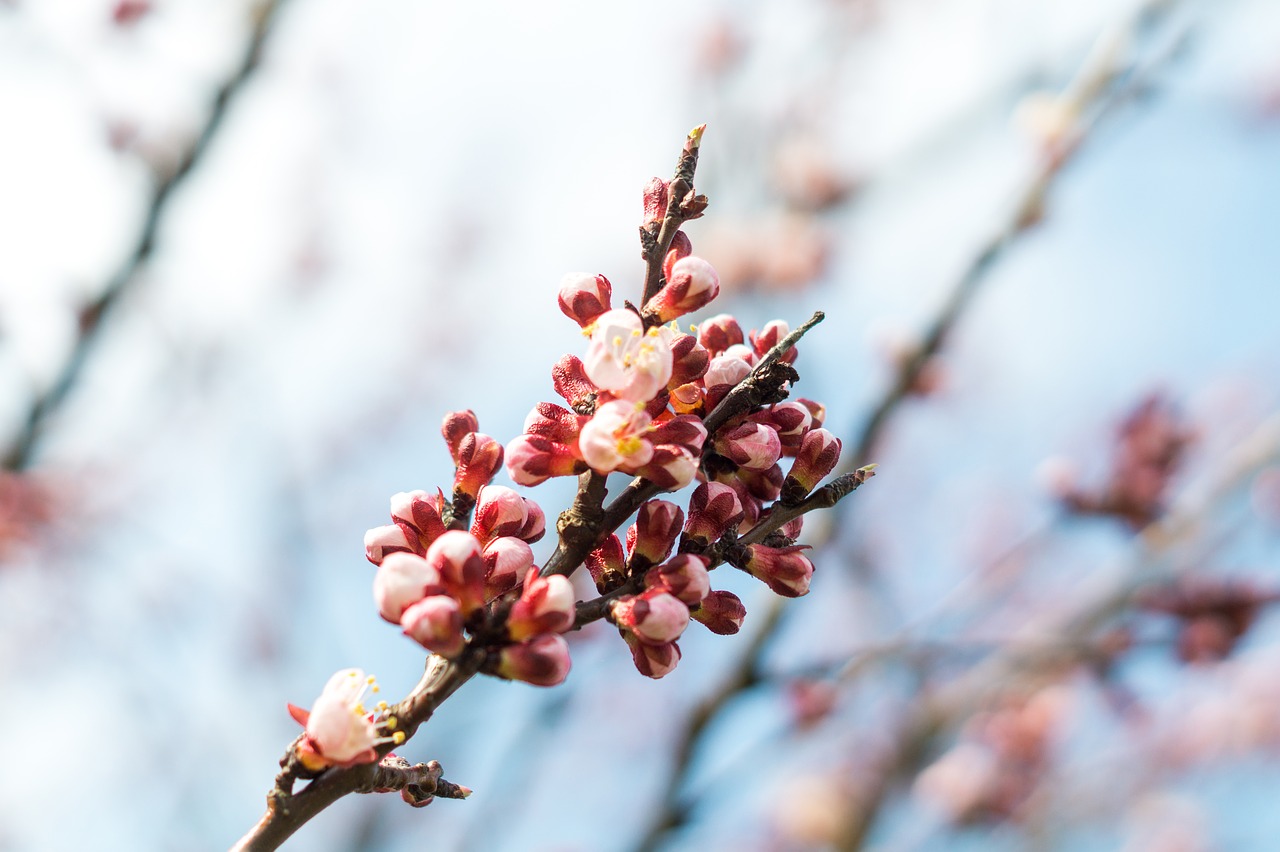 spring nature pink free photo