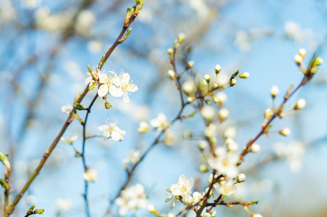 spring nature pink free photo